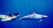 Hawaiian Dolphin Retreats . . . 
   essential joy, love, more love, better love, love chat,
   greater love, hawaii, hawaii vacations, Hawaii, dolphins, magic, romance, magical romance,
   relationships, better relationships, serenity, more serenity, new age, seminar,
   spirituality, more spirituality, spirituality workshops, spirituality retreats, spirit,
   spiritual, retreats, peace, more peace, peaceful, occult, retreat, happiness, workshop,
   joy, magick, spiritual, harmony, mystical, metaphysical, channeling, spiritual retreat,
   big island, inner peace, peace of mind, Hawaii retreat, hawaii retreat, big island  
   retreat, Big Island retreat, Kailua Kona retreat, kailua kona retreat, new age retreat,
   Hawaii workshop, hawaii workshop, big island workshop, Big Island workshop, kailua kona
   workshop, Kailua Kona workshop, new age workshop, spiritual workshop, California workshop,
   california workshop, san francisco bay area workshop, bay area workshop, tahoe workshop,
   alternative workshop, alternative retreat, doug hackett, trish regan